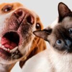 loja-da-shein-em-goiania-recebe-feira-de-adocao-de-animais-neste-sabado-(19)