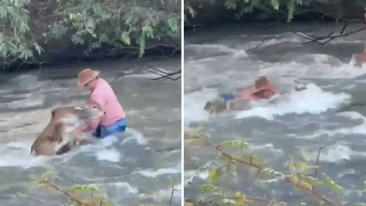 peao-luta-contra-correnteza-para-salvar-bezerro-em-rio-de-montividiu