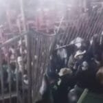 arquibancada-desaba-antes-de-show-de-gian-e-giovani-em-sp;-video