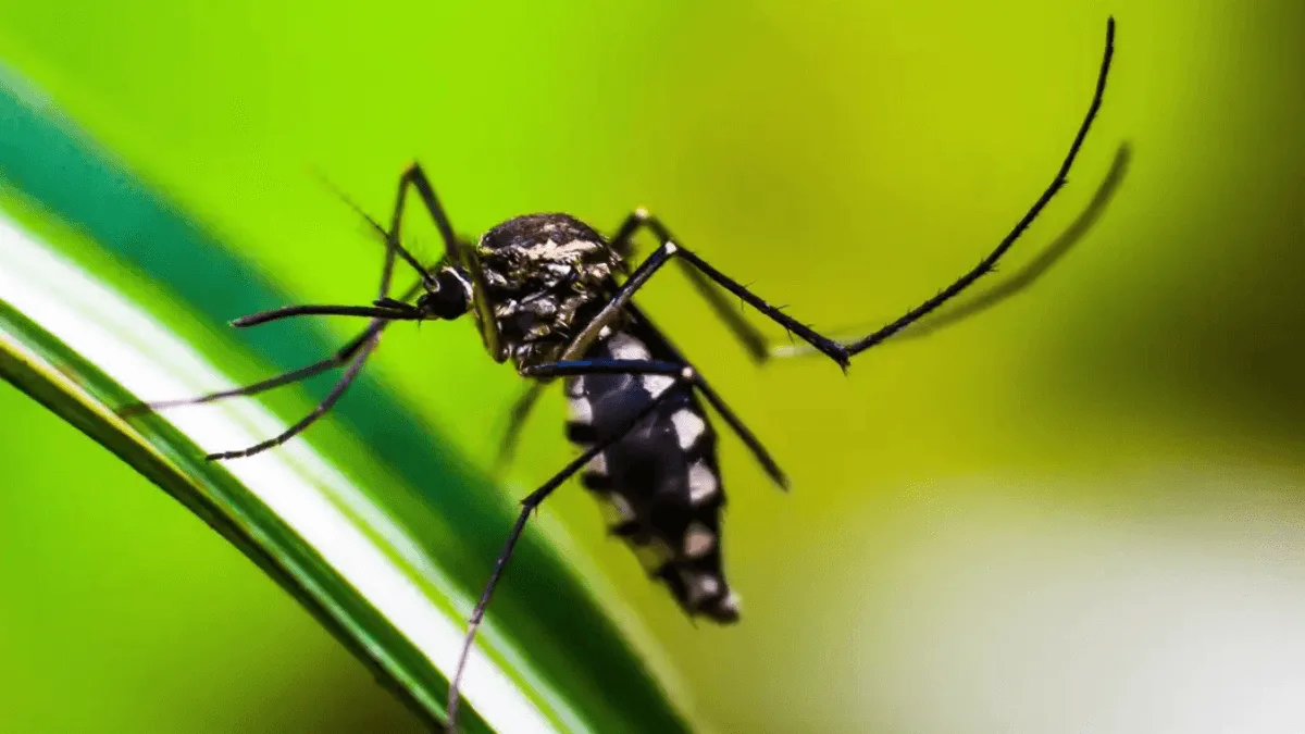 dengue:-luziania-e-valparaiso-receberao-cerca-de-2-milhoes-de-mosquitos-com-bacteria-por-semana