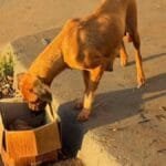 casal-provoca-incendio-em-lote-baldio-e-mata-10-filhotes-de-cachorro,-em-jatai