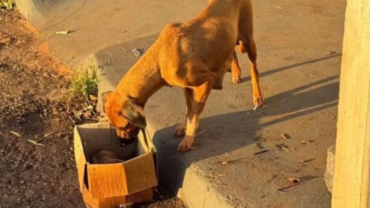 casal-provoca-incendio-em-lote-baldio-e-mata-10-filhotes-de-cachorro,-em-jatai