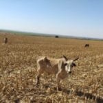 mais-de-80-cabecas-de-gado-morrem-de-fome-em-fazenda-de-santa-helena-de-goias