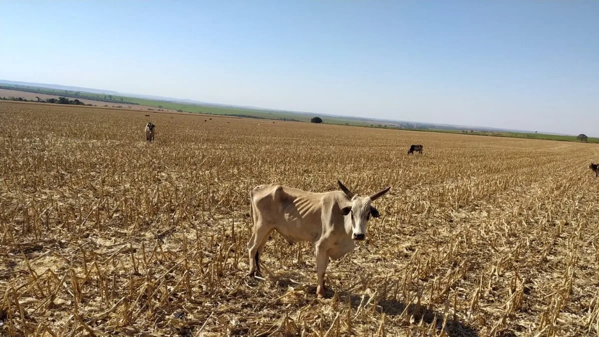 mais-de-80-cabecas-de-gado-morrem-de-fome-em-fazenda-de-santa-helena-de-goias