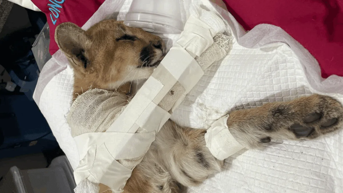 filhote-de-onca-parda-e-resgatado-com-pata-quebrada-em-rodovia-no-norte-de-goias