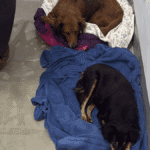 tentativa-de-envenenamento-de-caes-mobiliza-moradores-de-catalao