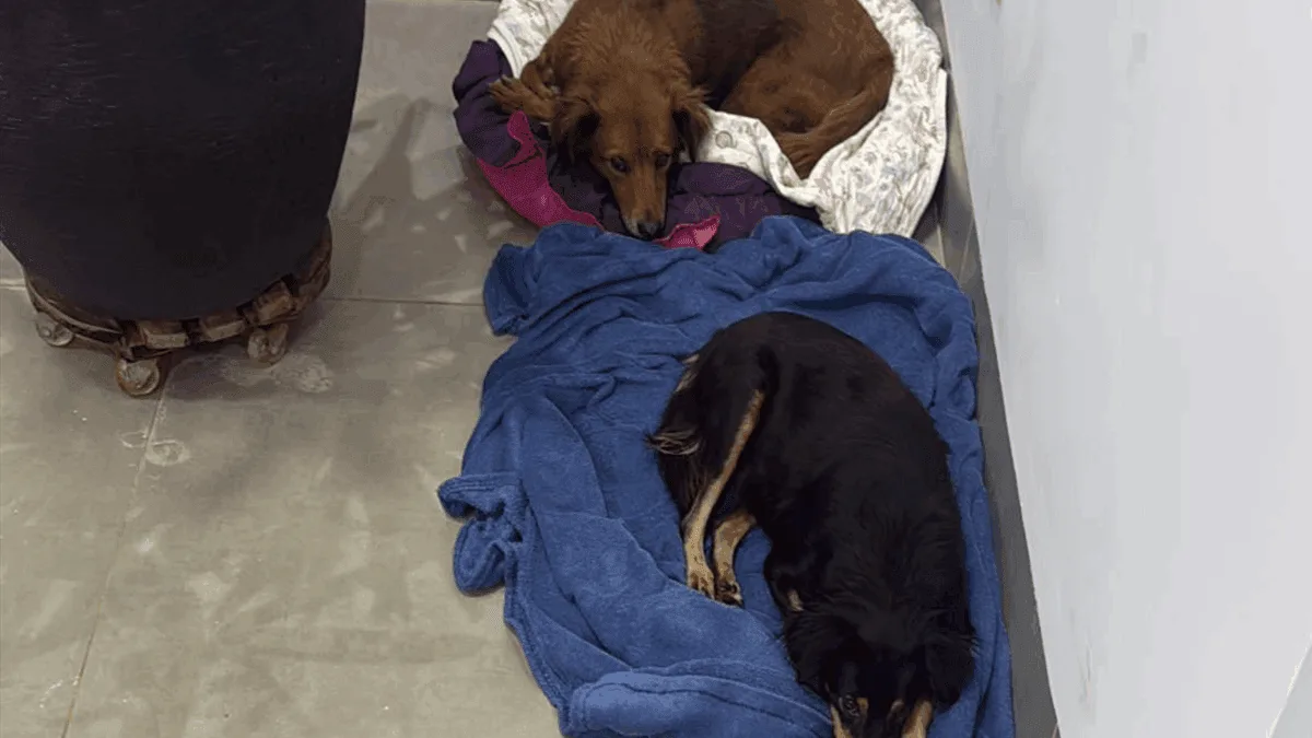 tentativa-de-envenenamento-de-caes-mobiliza-moradores-de-catalao