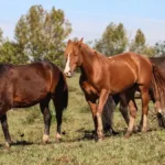 mapa:-fabrica-de-racao-suspeita-de-causar-morte-de-cavalos-tem-nova-suspensao-da-producao