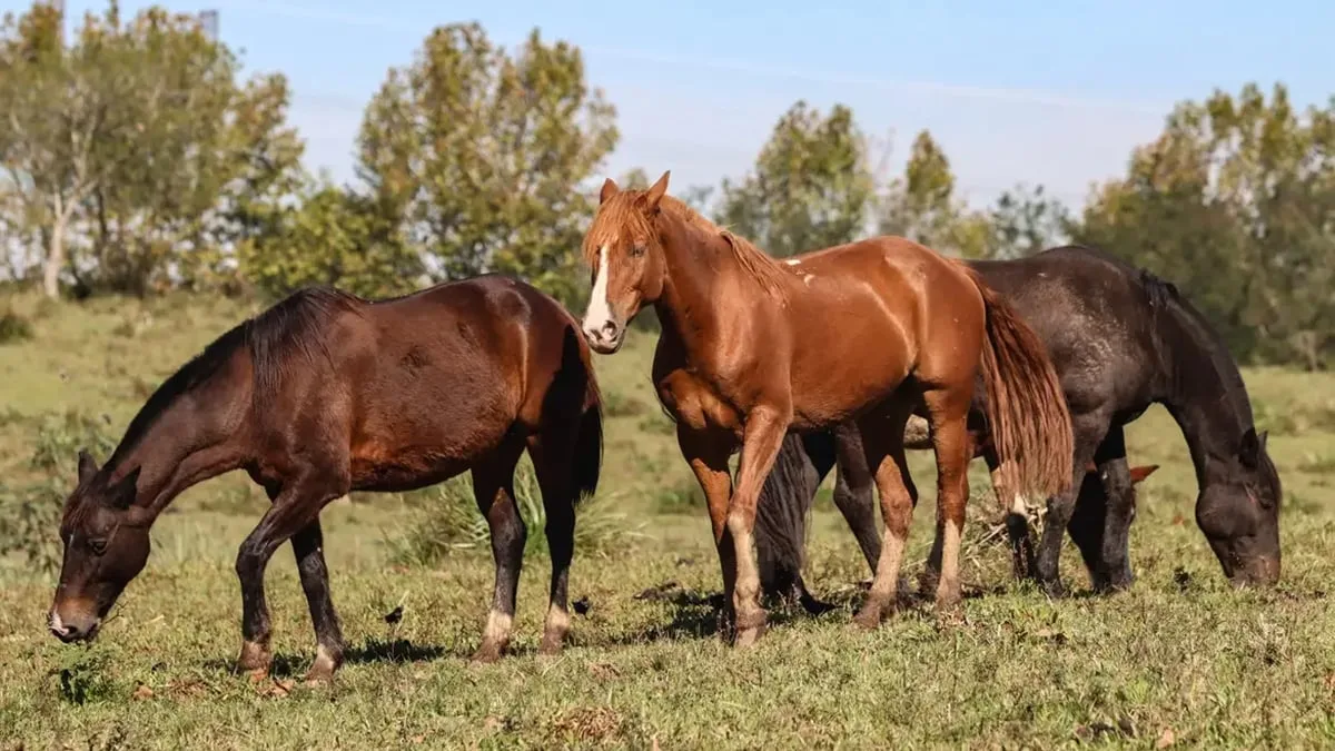 mapa:-fabrica-de-racao-suspeita-de-causar-morte-de-cavalos-tem-nova-suspensao-da-producao