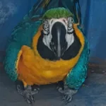 araras-sao-resgatadas-araras-as-margens-da-br-153,-em-goias