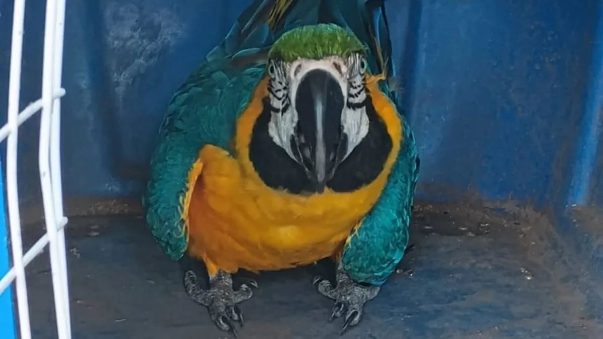 araras-sao-resgatadas-araras-as-margens-da-br-153,-em-goias