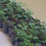 homem-e-preso-com-plantacao-de-maconha-em-aparecida-de-goiania