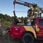 bombeiros-resgatam-anta-ferida-na-zona-rural-de-sao-joao-d’alianca