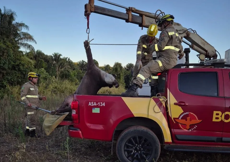 bombeiros-resgatam-anta-ferida-na-zona-rural-de-sao-joao-d’alianca