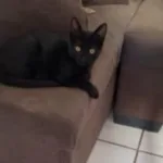 gato-furtado-na-sacada-de-apartamento-e-devolvido-a-familia,-em-goiania