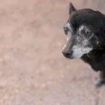 go:-homem-e-preso-por-maus-tratos-apos-cachorro-ser-encontrado-desnutrido-e-com-carrapatos