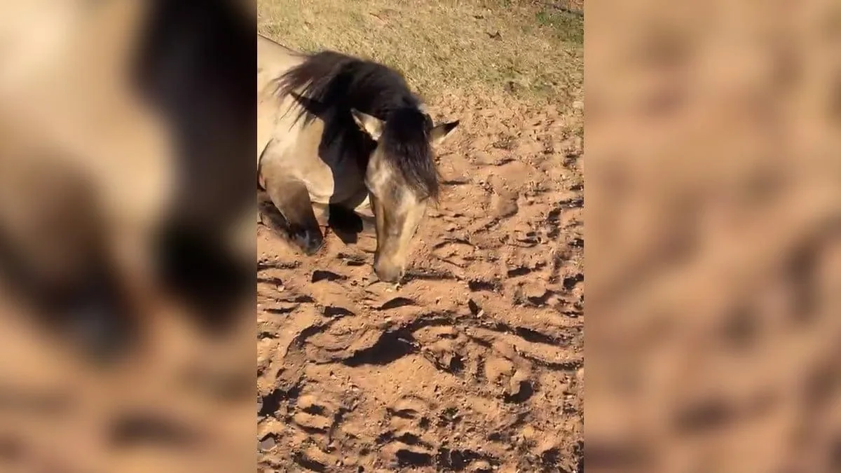 fabrica-de-racao-investigada-por-mortes-de-cavalos-suspeitou-de-sabotagem,-em-maio