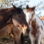 abate-e-venda-clandestina-de-carne-de-cavalo-em-anapolis-estao-na-mira-da-policia