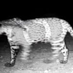 onca-pintada-e-flagrada-em-porangatu-apos-ataques-a-rebanhos