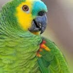 homem-invade-casa-em-catalao-atras-de-papagaio-desaparecido-ha-dois-anos