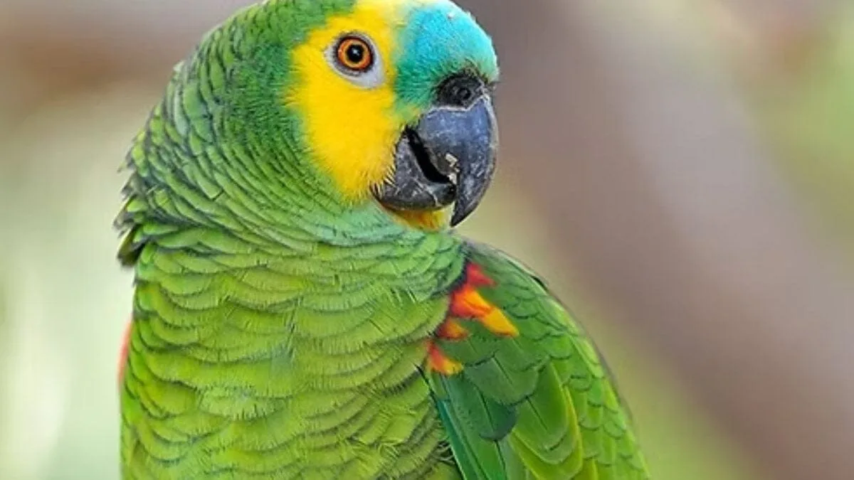 homem-invade-casa-em-catalao-atras-de-papagaio-desaparecido-ha-dois-anos