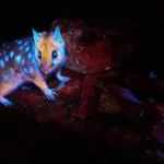 pela-1a-vez-marsupial-da-tasmania-e-fotografado-brilhando-(sob-uma-determinada-luz)