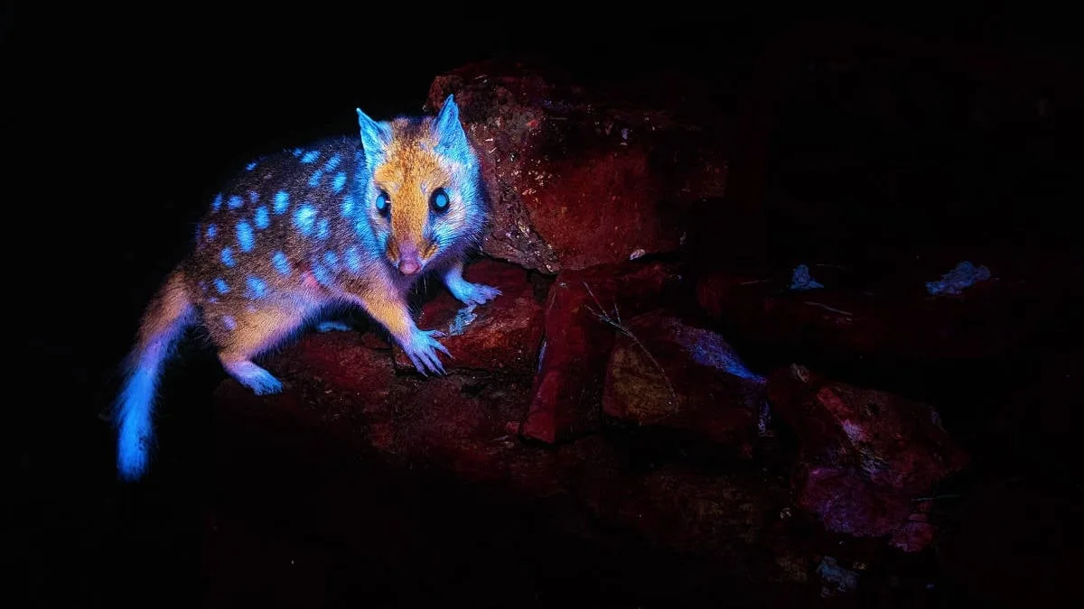 pela-1a-vez-marsupial-da-tasmania-e-fotografado-brilhando-(sob-uma-determinada-luz)