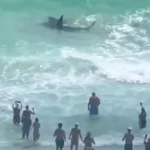 video:-duelo-entre-tubarao-e-arraia-encanta-banhistas-na-florida