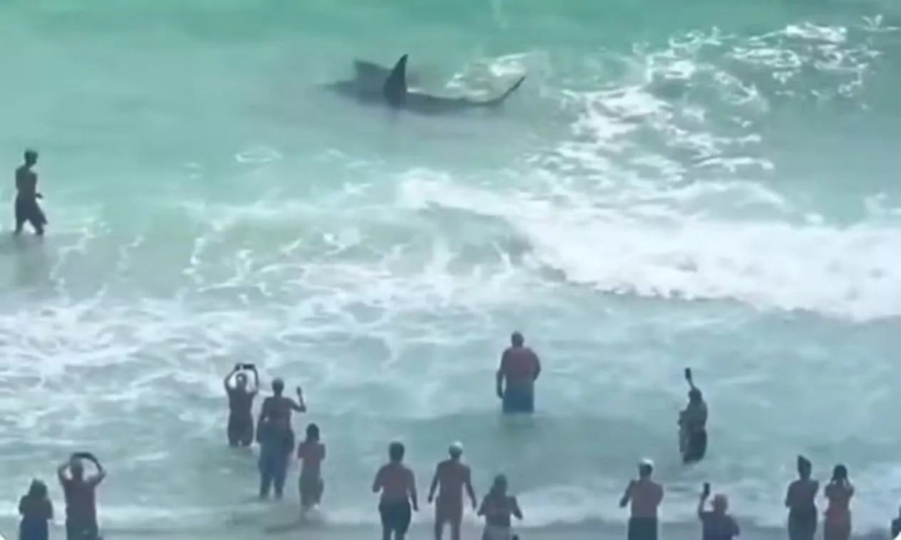 video:-duelo-entre-tubarao-e-arraia-encanta-banhistas-na-florida