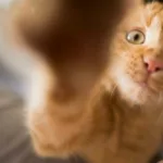 dia-internacional-do-gato-2025-celebra-felinos-e-promove-adocao-responsavel