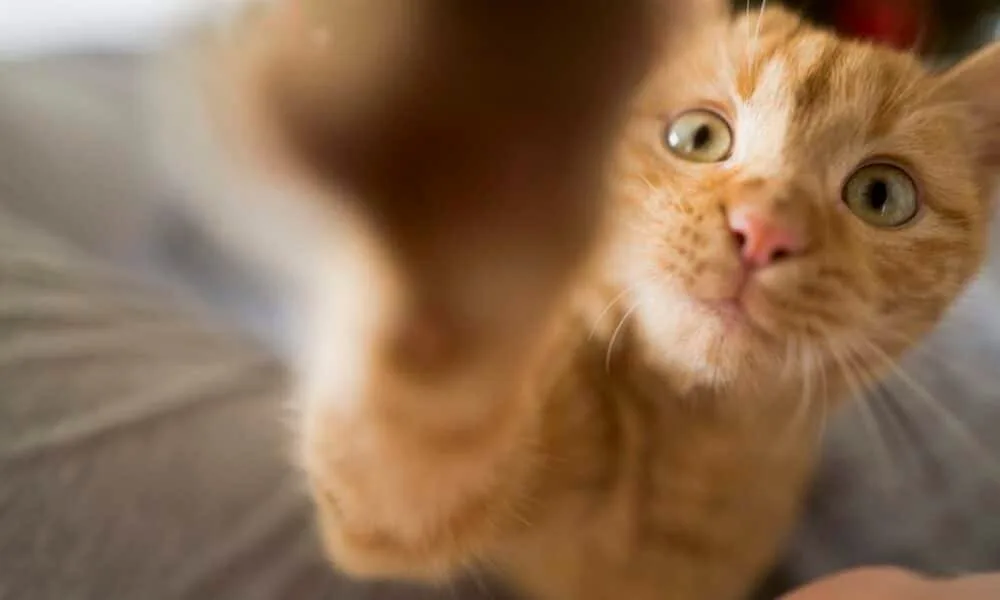 Dia internacional do gato 2025 celebra felinos e promove adoção responsável 1 dia-internacional-do-gato-2025-celebra-felinos-e-promove-adocao-responsavel