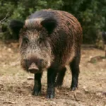 porcos-selvagens-aparecem-com-carne-azul-neon-e-preocupam-autoridades-nos-eua;-veja-foto