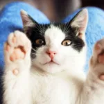 dia-internacional-do-gato:-curiosidades-sobre-felinos-para-celebrar-a-data