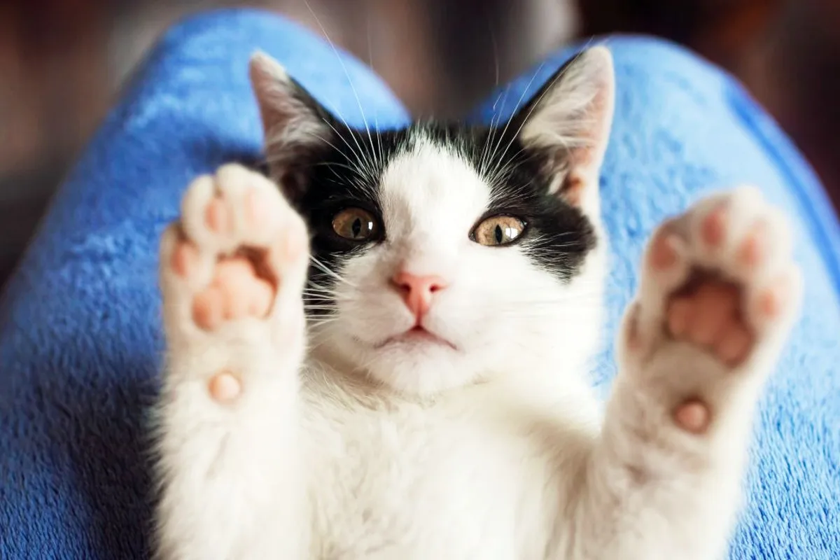 dia-internacional-do-gato:-curiosidades-sobre-felinos-para-celebrar-a-data