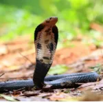 homem-morre-picado-por-cobra-ao-receber-r$-35-para-captura-la-na-casa-de-vizinho;-video