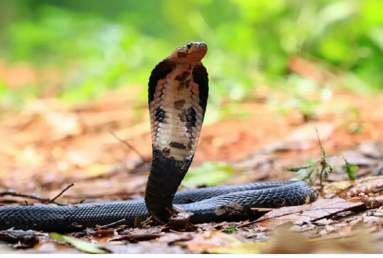 homem-morre-picado-por-cobra-ao-receber-r$-35-para-captura-la-na-casa-de-vizinho;-video