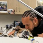 lewis-hamilton-pede-oracoes-para-seu-cao-roscoe,-que-sofreu-parada-cardiaca:-“nao-sabemos-se-ele-vai-acordar”