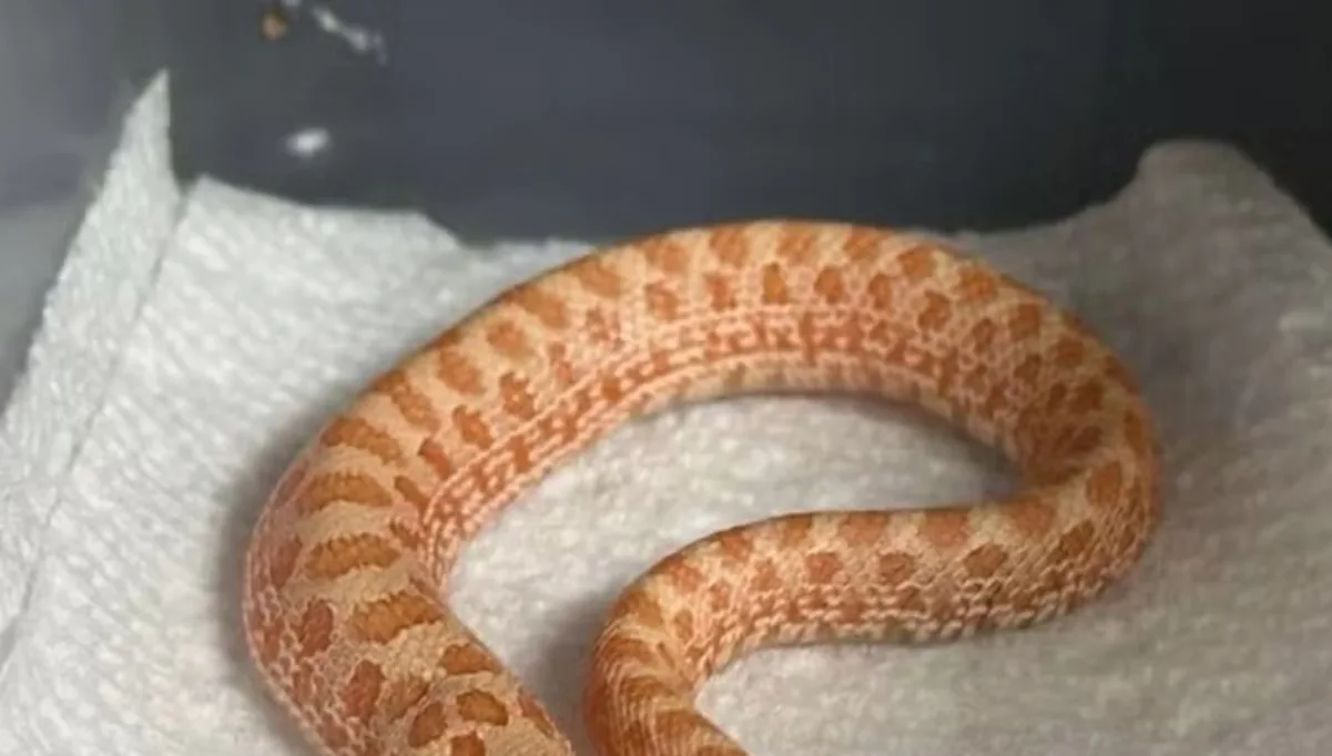 cobra-rara-nasce-com-duas-cabecas,-que-brigam-entre-si;-veja-foto