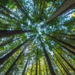 Produção florestal do país cresce 16,7% e chega a R$ 44,3 bi em 2024