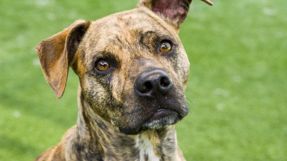 Homem sofre perfuração no abdômen após ataque de cachorro em SP