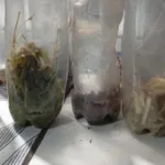 donos-de-distribuidoras-sao-presos-com-bebidas-vencidos-e-armas-em-operacao-em-campos-belos