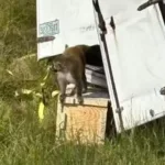 macaco-com-hepatite,-herpes-e-covid-19-foge-e-alarma-autoridades:-‘nao-toquem’