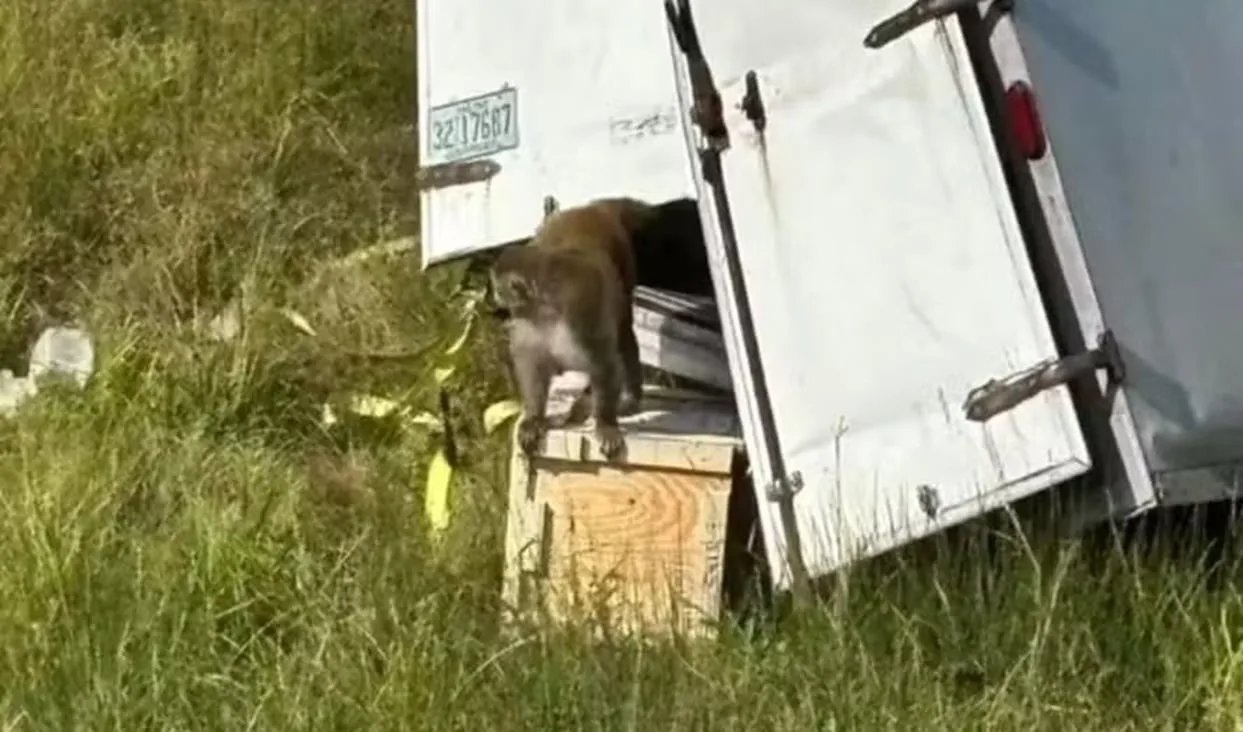 macaco-com-hepatite,-herpes-e-covid-19-foge-e-alarma-autoridades:-‘nao-toquem’