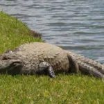 mais-de-100-jacares-sao-retirados-da-lagoa-grande-em-porangatu