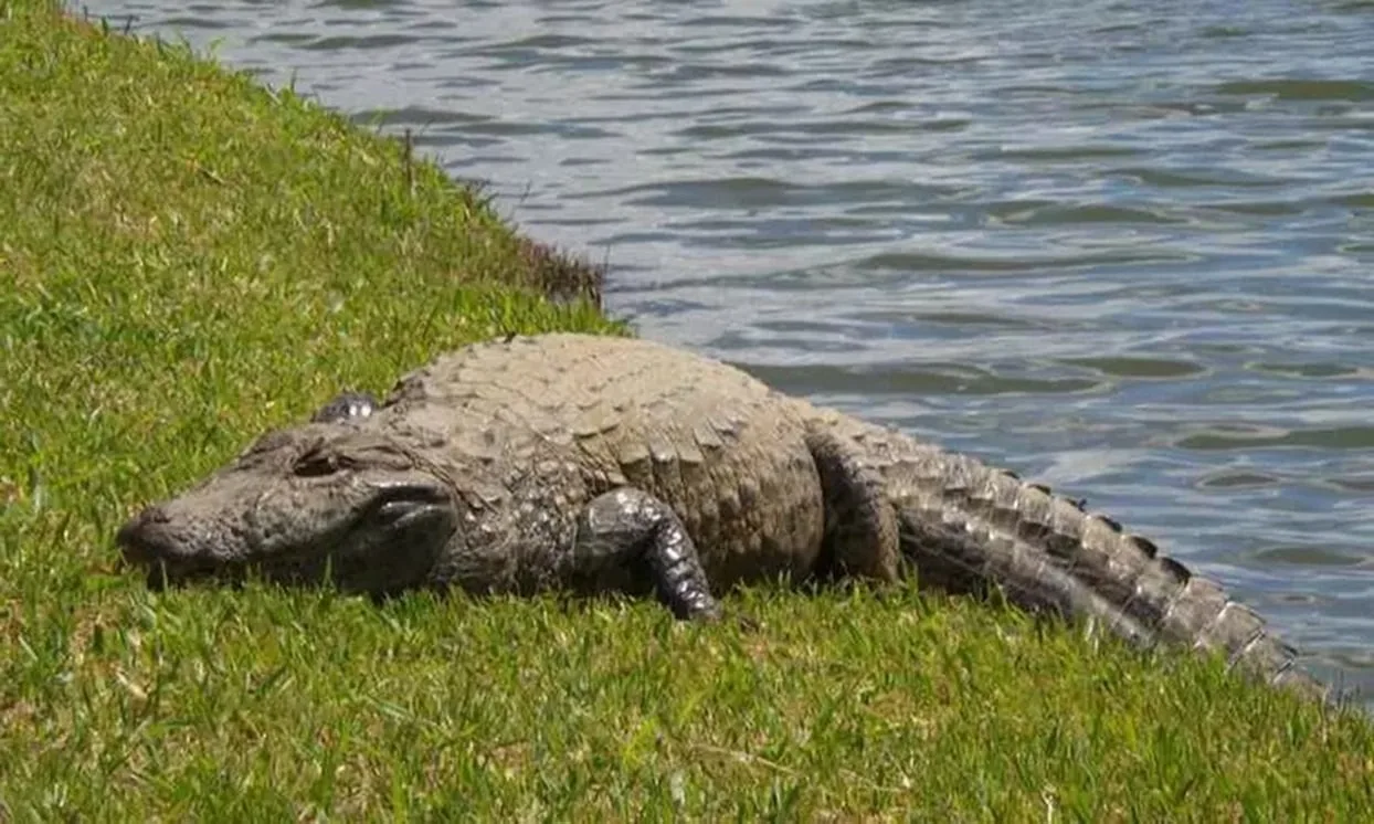 mais-de-100-jacares-sao-retirados-da-lagoa-grande-em-porangatu
