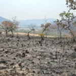 fazendeiro-e-preso-suspeito-de-causar-incendio-que-destruiu-mil-hectares-em-quirinopolis