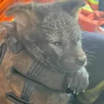 bombeiros-do-df-resgatam-filhote-de-cachorro-do-mato-de-incendio-florestal