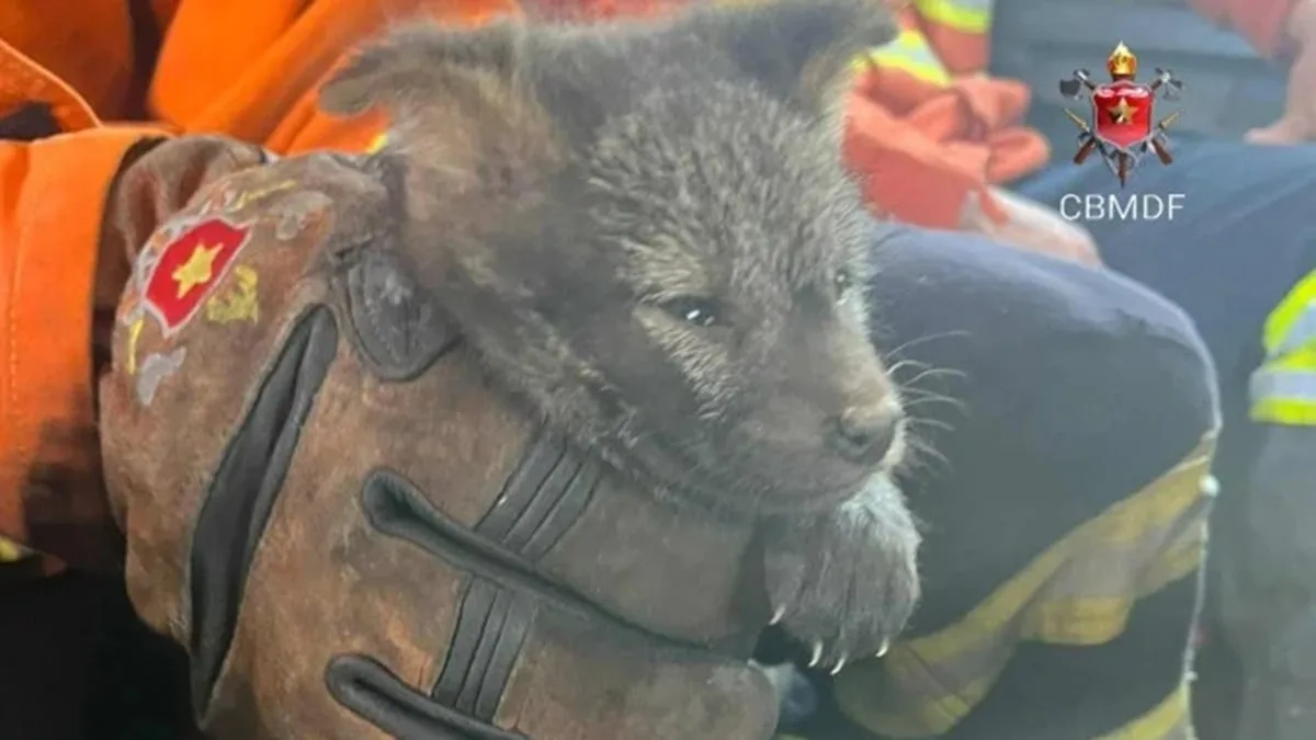 bombeiros-do-df-resgatam-filhote-de-cachorro-do-mato-de-incendio-florestal