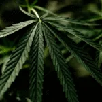 Casal é preso por transportar 80 pacotes de maconha em carro, na GO-060 3 casal-e-preso-por-transportar-80-pacotes-de-maconha-em-carro,-na-go-060