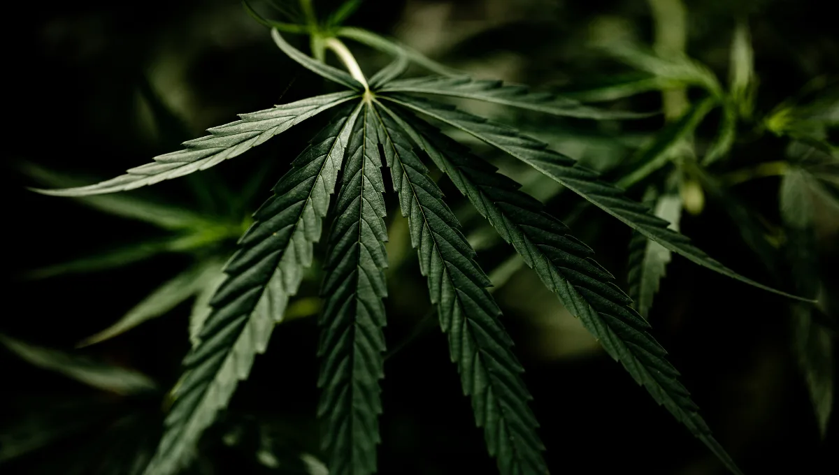 casal-e-preso-por-transportar-80-pacotes-de-maconha-em-carro,-na-go-060